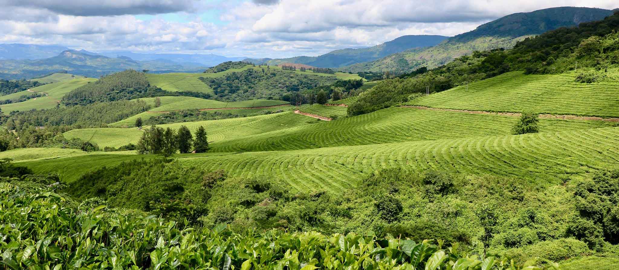 Honde valley - Eastern Highlands Zimbabwe